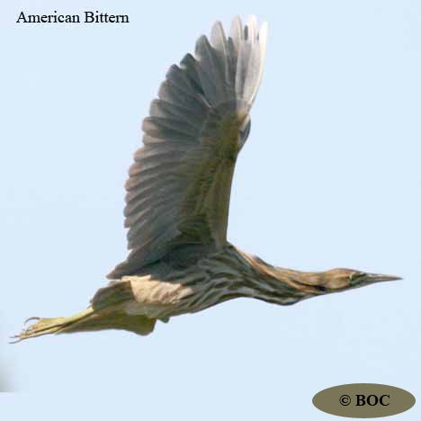 BOC