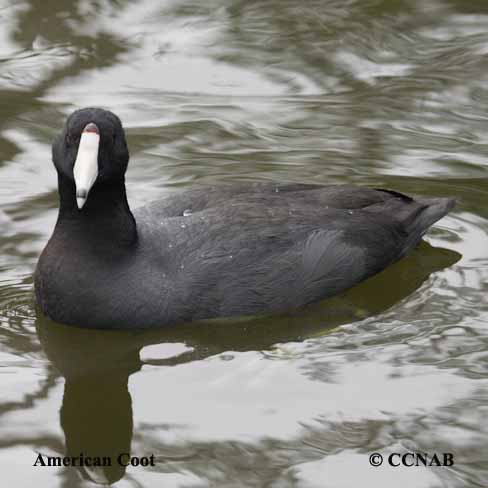 Birds of Cuba