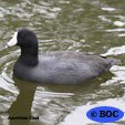 Coots