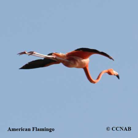 American Flamingo