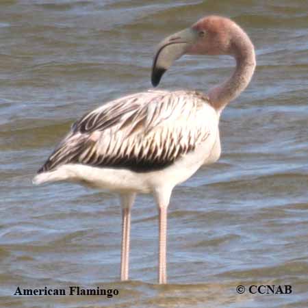 Birds of North America