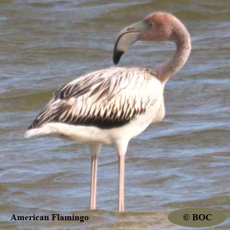 Birds of Cuba