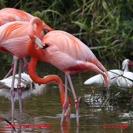 American Flamingo