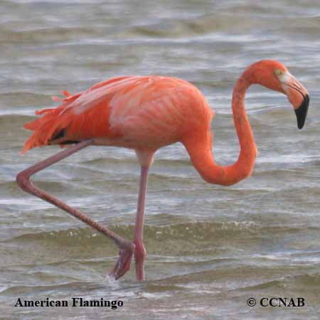 American Flamingo