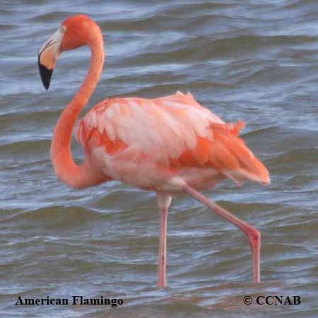 American Flamingo