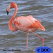 American Flamingo