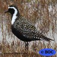 American Golden-Plover