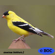 American Goldfinch