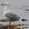 American Herring Gull