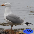 American Herring Gull