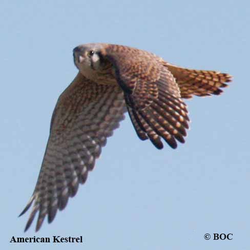 American Kestrel