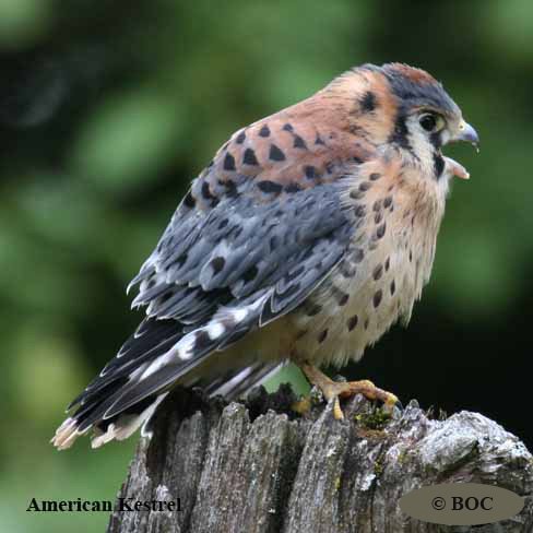 American Kestrel