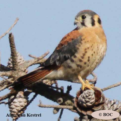 Birds of Cuba
