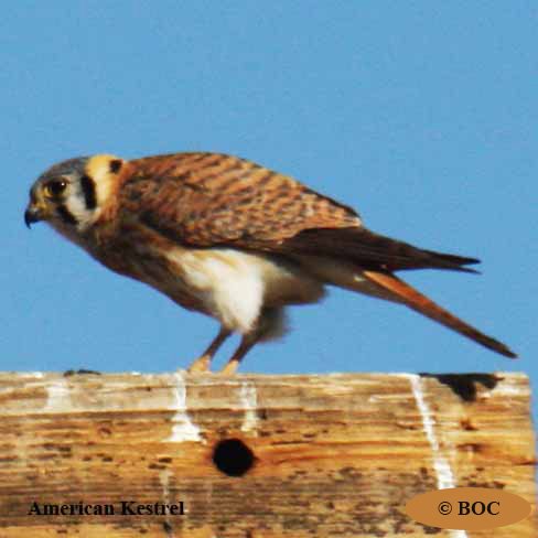 American Kestrel