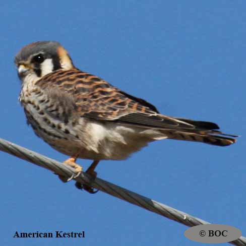 American Kestrel