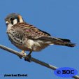 American Kestrel