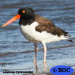 Oystercatcher