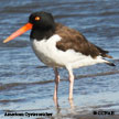 Oystercatcher