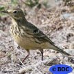 American Pipit