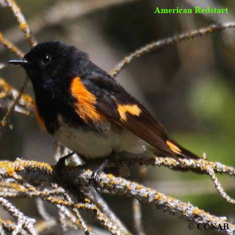 Birds of Cuba