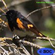 American Redstart