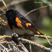 American Redstart