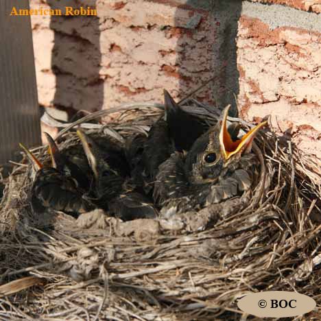 American Robin