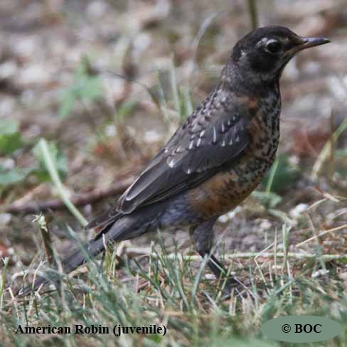 American Robin