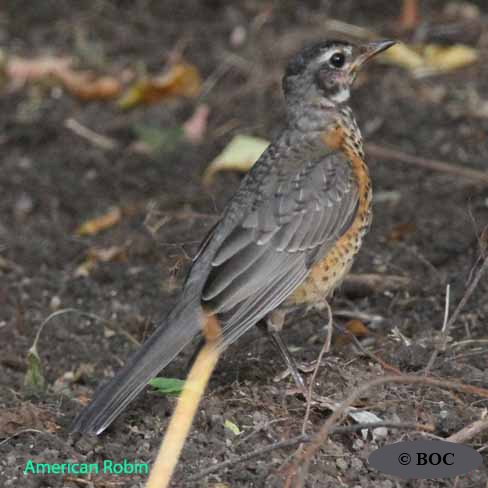 Birds of Cuba