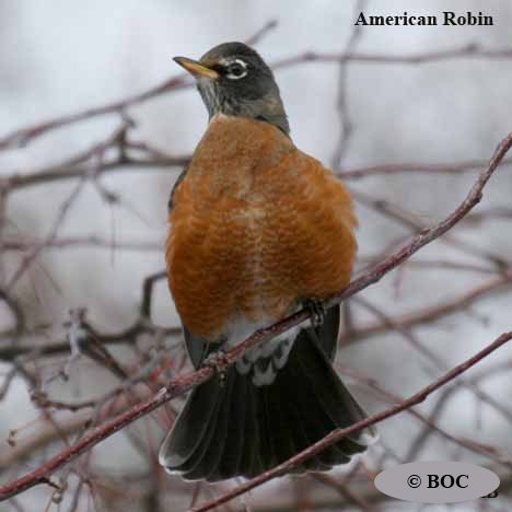 American Robin