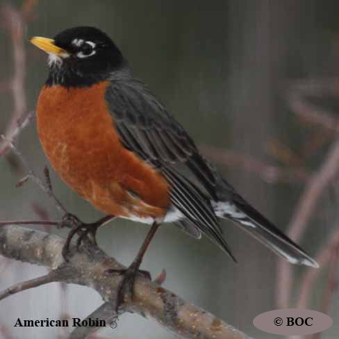 American Robin