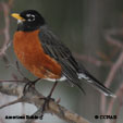 American Robin