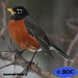 American Robin