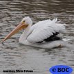 American White Pelican