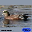 American Wigeon