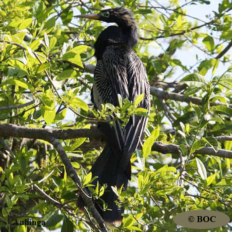 Birds of Cuba