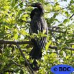 Anhinga