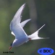 Arctic Tern