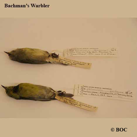 Birds of Cuba