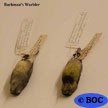 Bachman's Warbler (e)