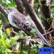 Bahama Mockingbird