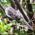 Bahama Mockingbird