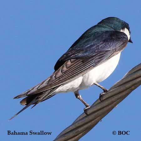 Bahama Swallow