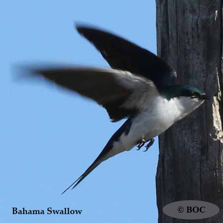 Bahama Swallow