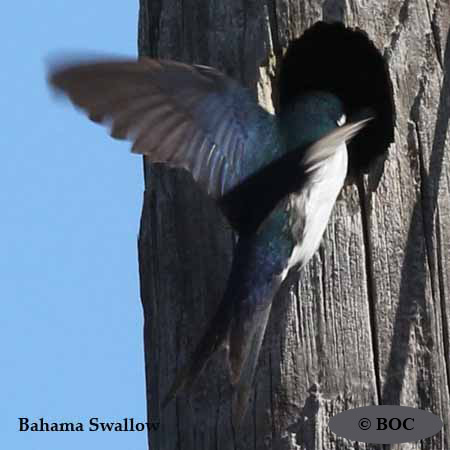 Bahama Swallow