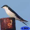 Bahama Swallow
