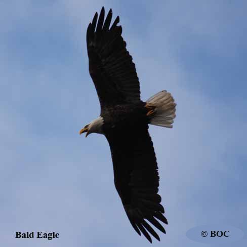 Bald Eagle