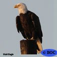 Bald Eagle