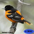 Baltimore Oriole