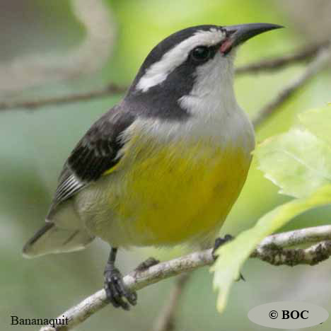 Birds of Cuba